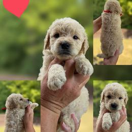 Red Collar - Cream female Goldendoodle puppy in Ringgold, Georgia from Sweet B’s Goldendoodles