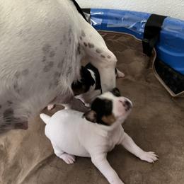 Rat Terrier Puppies from Kelly’s Ratters