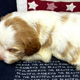 Sadie girl 1 - White and orange female Brittany puppy in Floyd Knobs, Indiana from Cross Creek Brittanys