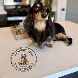Atlas - Dachshund