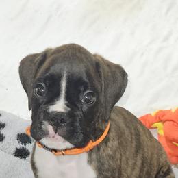Boxer Puppies from Sanchez Boxers