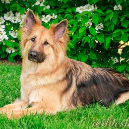 Shiloh Shepherds from Spirit Wind Shilohs