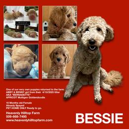 BESSIE - Red Collar - Girl - Apricot female Goldendoodle puppy in Charlo, Montana from Heavenly Hilltop Farm