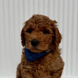 Dark Blue - Red  male Goldendoodle puppy in Newmanstown, Pennsylvania from Homespundoodles
