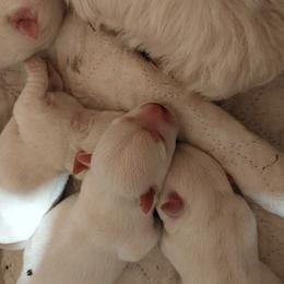 Purple Girl - White female West Highland White Terrier puppy in Macy, Indiana from Country Grove Breeding LLC