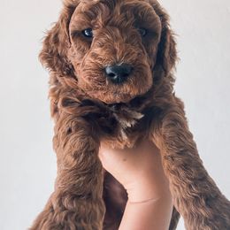 Goldendoodle Puppies from Garside Doodles