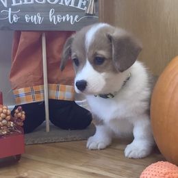 Pembroke Welsh Corgi Puppies from Whistling Wind Corgi’s