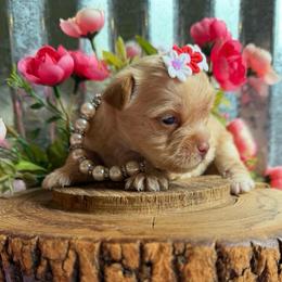 Prada - Chocolate, tan and white female Yorkshire Terrier puppy in Howe, Oklahoma from Ray Holder