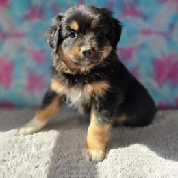 Hades - Black tri male Miniature Australian Shepherd puppy in Church Hill, Tennessee from Hippie Dog Haven
