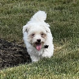 Bella - Maltipoo