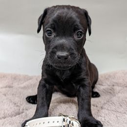 Patterdale Terrier Puppies from Moormont Kennels