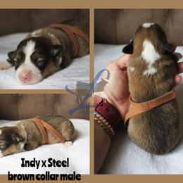 Brown collar - White and red male Pembroke Welsh Corgi puppy in Wayne City, Illinois from Lash Livestock & Corgis