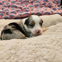 Blue - Blue merle male Toy Australian Shepherd puppy in Snowflake, Arizona from Halfpint Aussies