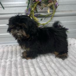 SB Sandy - Black and tan female Shih Tzu puppy in Elgin, South Carolina from Silver Bells Paw Prints