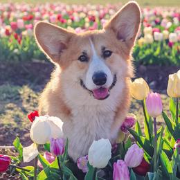 Pembroke Welsh Corgis from Farrever Corgis