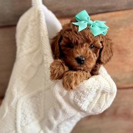 Buttercup - Red  female Poodle puppy in Munster, Indiana from Miranda’s Sunshine Poodles and Doodles