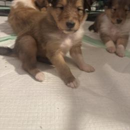 Comet - Sable and white female Collie puppy in Morocco, Indiana from Collegiate Bassets and Rheign Collies