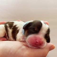 Cavachon, Cavalier King Charles Spaniel, and Cavapoo Puppies from LierChonPoo