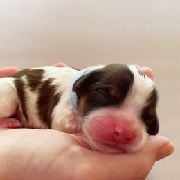 Cavachon, Cavalier King Charles Spaniel, and Cavapoo Puppies from LierChonPoo