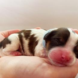 Cavachon, Cavalier King Charles Spaniel, and Cavapoo Puppies from LierChonPoo