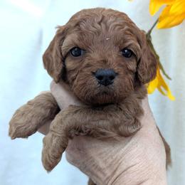 Cavapoo puppies from Quartz Mountain Doodles