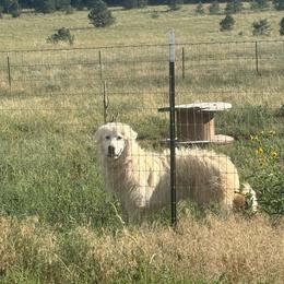 Grover - Colorado Mountain Dog