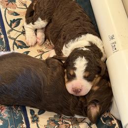 Koda Bear - Tri-color male Bernedoodle puppy in Royse City, Texas from Platinum Bernedoodles of Texas