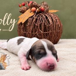 Dolly - Piebald female Dachshund puppy in Hockley, Texas from Shans Down Home Doxies