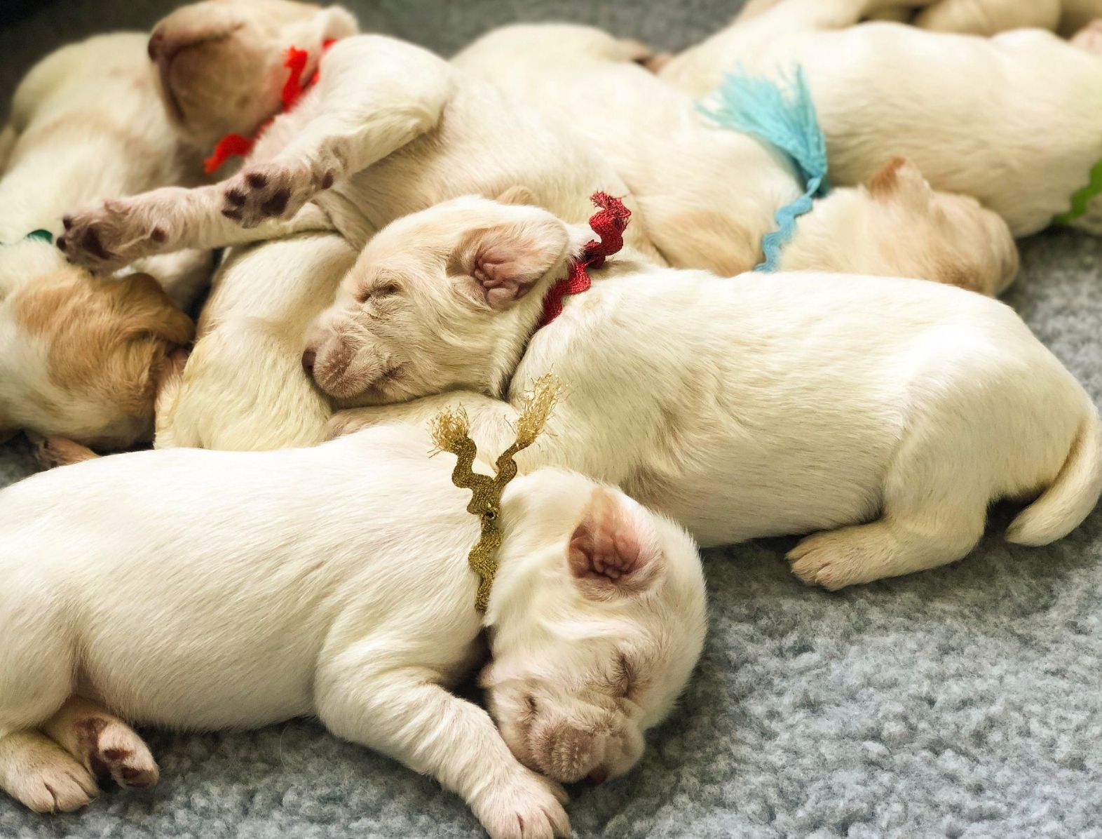 Sweetbriar kennel clearance puppies