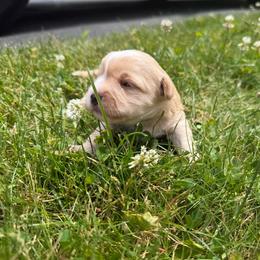 Buddy - White and tan male Morkie puppy in Sandown, New Hampshire from Pawsitive Paws🐾