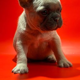 ZeyZey - Blue fawn French Bulldog puppy in San Leandro, California from City of Frenchies