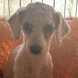 Miracle - Poodle