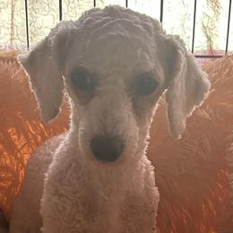 Miracle - Poodle