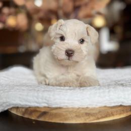 Arlo - Wheaten male Miniature Schnauzer puppy in Montebello, California from Rod Schnauzers