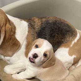 Beagles from Shea Manor Beagles