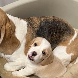 Beagles from Shea Manor Beagles