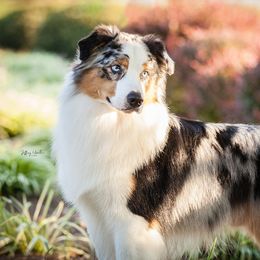 Australian Shepherds from Calabrone Australian Shepherds