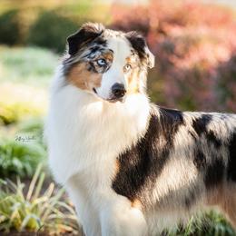 Australian Shepherds from Calabrone Australian Shepherds