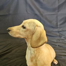 Madeline - Dachshund