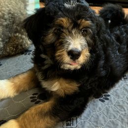 Bernedoodles from Mercury Bernedoodles