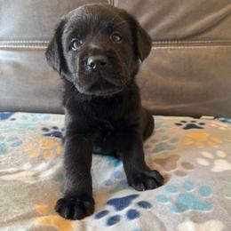 Blue - Black male Labrador Retriever puppy in Medford, Oregon from Valley View English Labs