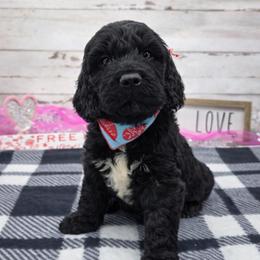 Stewart - Black and white male Springerdoodle puppy in Lisbon, Ohio from Willow Lane Doodles