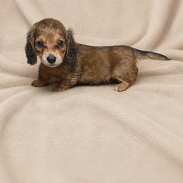 Bremen - Red male Dachshund puppy in Richmond, Virginia from Paw Prints
