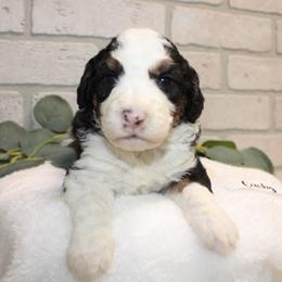 Curliest Female - Tri-color female Bernedoodle puppy in Mississippi from Ewing Acres