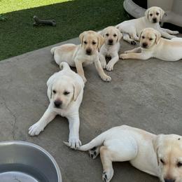 Female puppy - Yellow Labrador Retriever puppy in Riverside, California from Harlow’s Labrador Retrievers