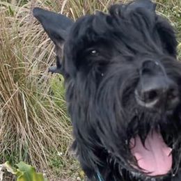 Giant Schnauzers from Tseekhah (Complete Darkness) Kennel