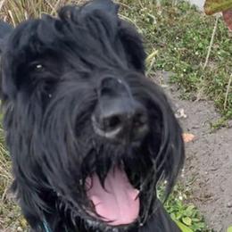 Giant Schnauzers from Tseekhah (Complete Darkness) Kennel