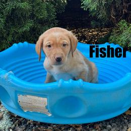 Fisher - Yellow male Labrador Retriever puppy in Tigard, Oregon from Morrison Labrador Retreivers