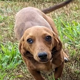 Percy - Dachshund