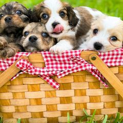 Spot - Tri-color male Cavachon puppy in Osprey, Florida from Mariah's Cavachons